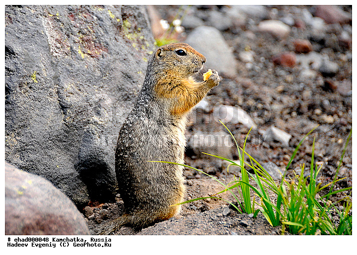 ��������, ������, ��������, ��������, �������������, �������������, �����, �����, �������, XYZ, �������, Sciuridae, ������������ ������, ����������� ������, ������������ ������, ������������ ������������� ������, �������, Spermophilus parryii