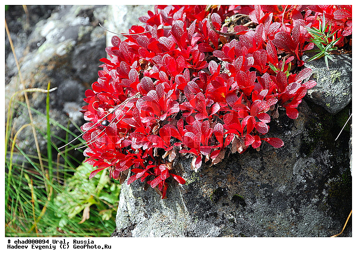 ������, ����