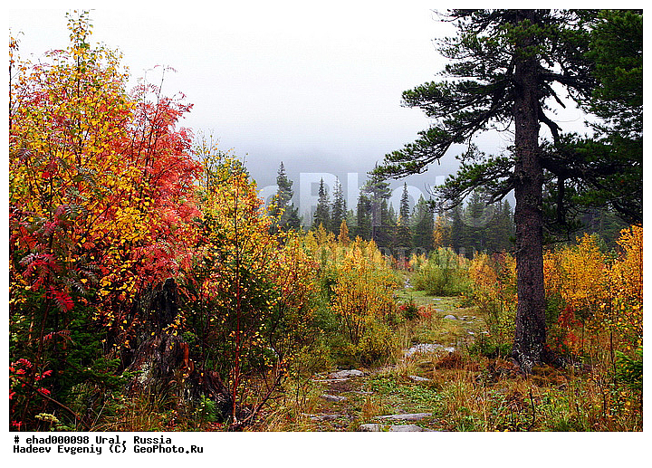 ������, ����