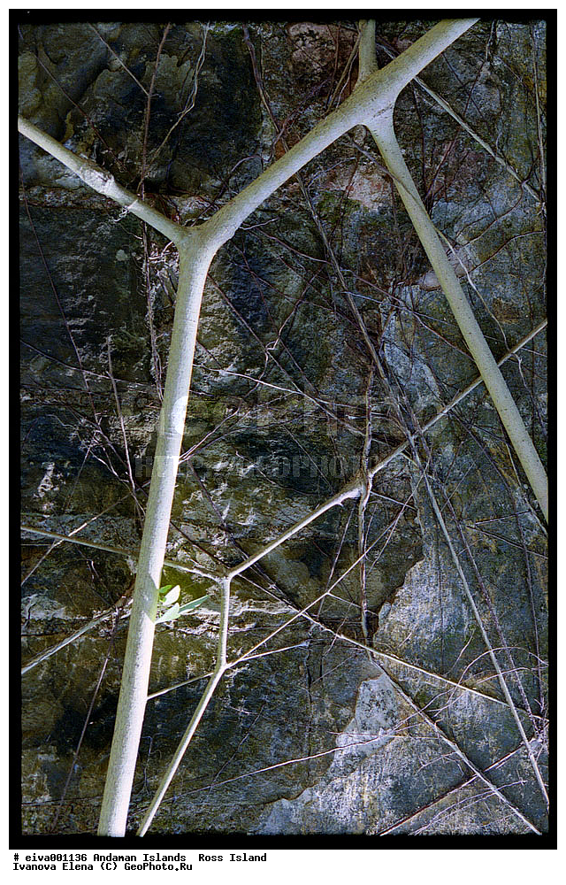 ����������� �������