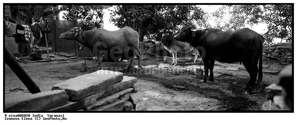 ��������, �����