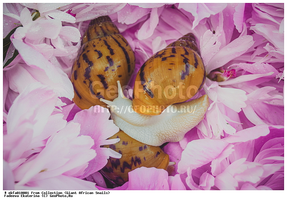 ������, Gastropoda, Mollusca, ��������, ����������, achatina achatina albino body, Achatinoidea,  Achatinidae, Achatininae