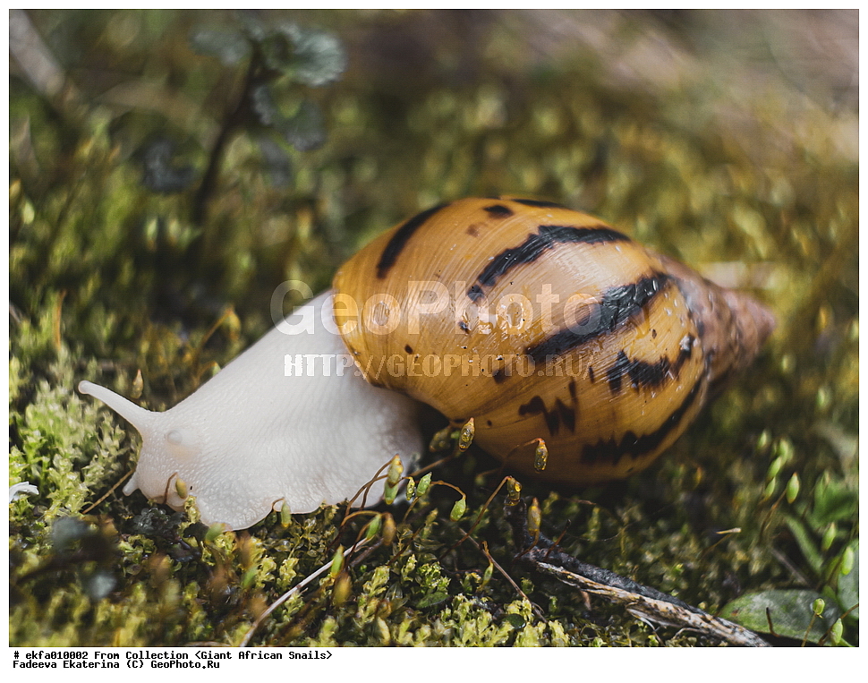 ������, Gastropoda, Mollusca, ��������, ����������, achatina achatina albino body, Achatina achatina albino body, Achatinoidea,  Achatinidae, Achatininae
