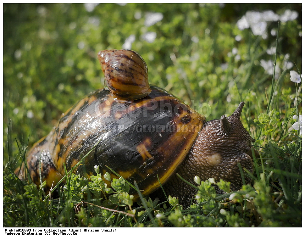 ������, Gastropoda, Mollusca, ��������, ����������, achatina achatina dark foot, Achatina achatina albino body, Achatinoidea,  Achatinidae, Achatininae