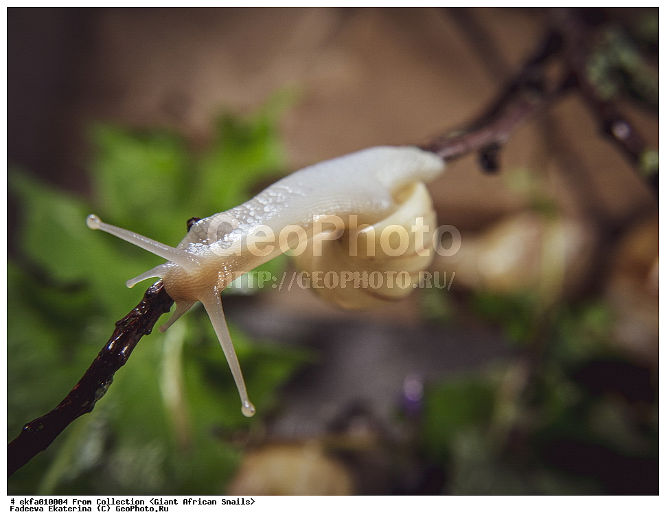 ������, Gastropoda, Mollusca, ��������, ����������, Achatina iredalei var zanzibar, Achatina iredalei var zanzibar, Achatinoidea,  Achatinidae, Achatininae
