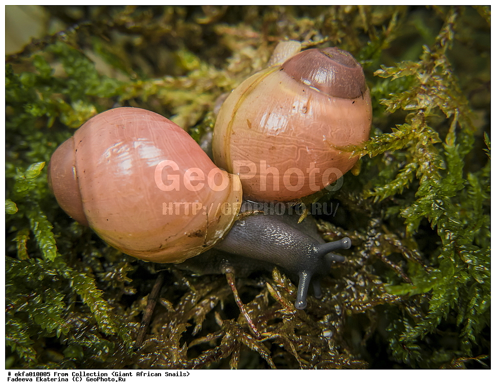 ������, Gastropoda, Mollusca, ��������, ����������, archachatina grevillei gold, Archachatina grevillei gold, Achatinoidea,  Achatinidae, Achatininae, Archachatina