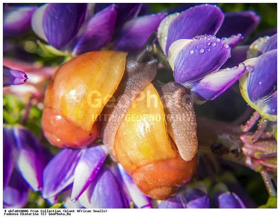 ������, Gastropoda, Mollusca, ��������, ����������, archachatina grevillei gold, Archachatina grevillei gold, Achatinoidea,  Achatinidae, Achatininae, Archachatina