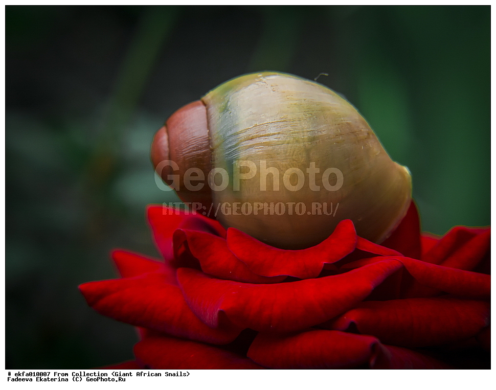 ������, Gastropoda, Mollusca, ��������, ����������, archachatina grevillei gold, Archachatina grevillei gold, Achatinoidea,  Achatinidae, Achatininae, Archachatina