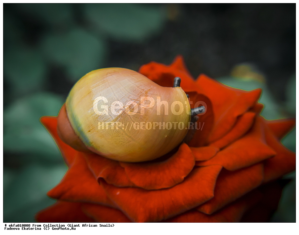 ������, Gastropoda, Mollusca, ��������, ����������, archachatina grevillei gold, Archachatina grevillei gold, Achatinoidea,  Achatinidae, Achatininae, Archachatina