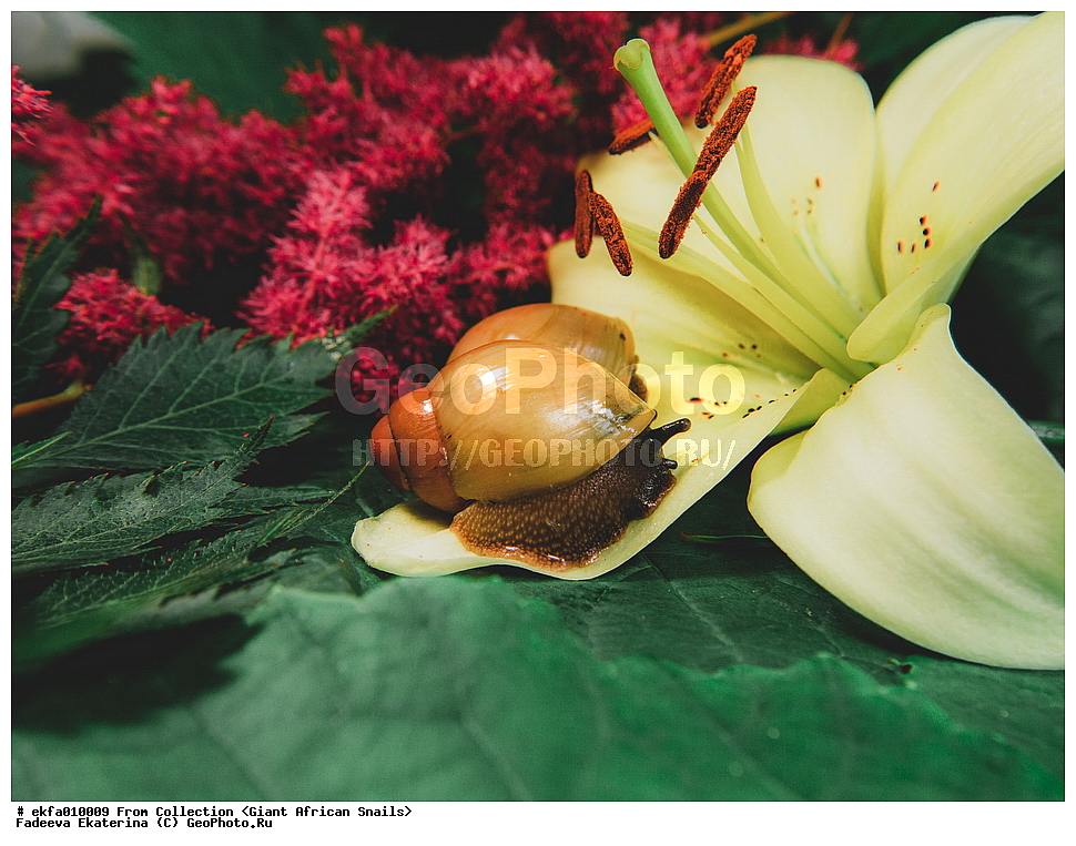 ������, Gastropoda, Mollusca, ��������, ����������, archachatina grevillei gold, Archachatina grevillei gold, Achatinoidea,  Achatinidae, Achatininae, Archachatina