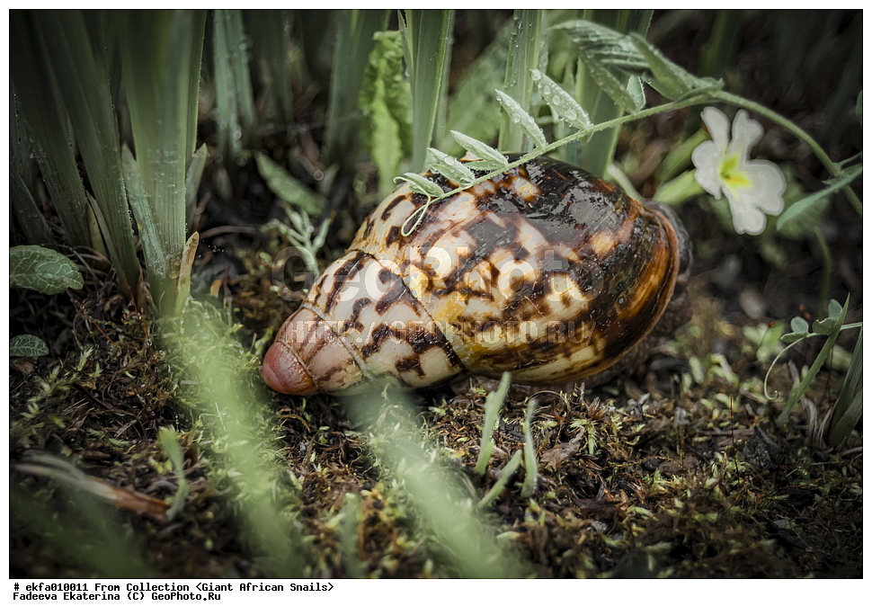 ������, Gastropoda, Mollusca, ��������, ����������, Archachatina adelinae, Archachatina adelinae, Achatinoidea,  Achatinidae, Achatininae, Archachatina