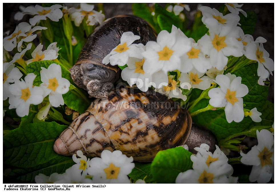 ������, Gastropoda, Mollusca, ��������, ����������, Archachatina adelinae, Archachatina adelinae, Achatinoidea,  Achatinidae, Achatininae, Archachatina