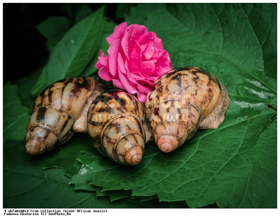 ������, Gastropoda, Mollusca, ��������, ����������, Archachatina adelinae, Archachatina adelinae, Achatinoidea,  Achatinidae, Achatininae, Archachatina