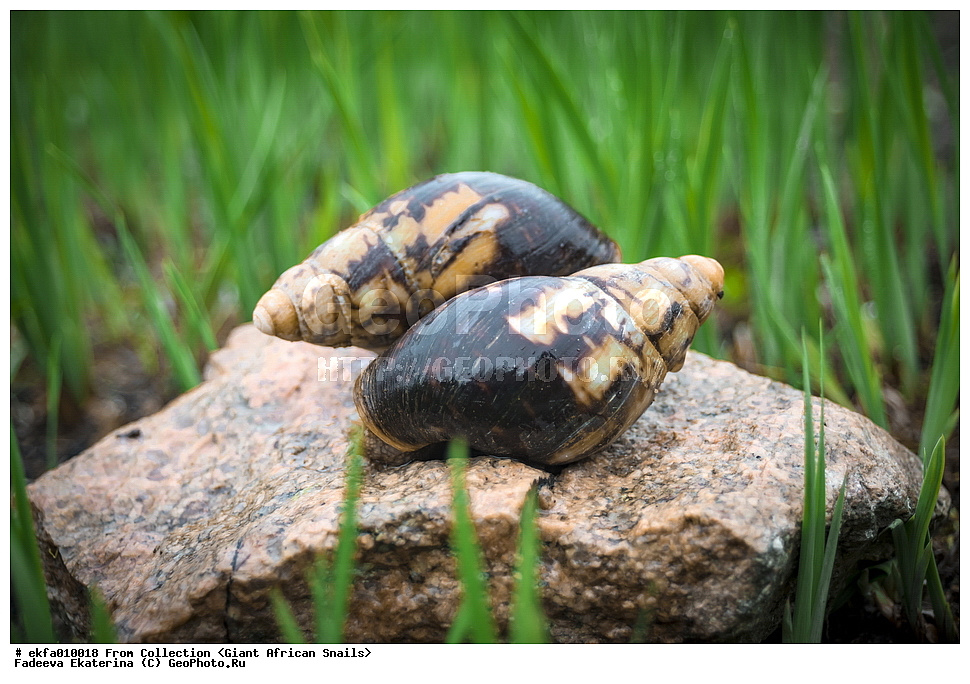 ������, Gastropoda, Mollusca, ��������, ����������, Archachatina marginata eduardi, Archachatina marginata eduardi, Achatinoidea,  Achatinidae, Achatininae, Archachatina