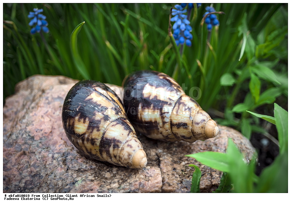 ������, Gastropoda, Mollusca, ��������, ����������, Archachatina marginata eduardi, Archachatina marginata eduardi, Achatinoidea,  Achatinidae, Achatininae, Archachatina