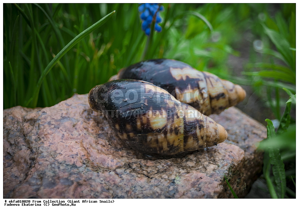 ������, Gastropoda, Mollusca, ��������, ����������, Archachatina marginata eduardi, Archachatina marginata eduardi, Achatinoidea,  Achatinidae, Achatininae, Archachatina
