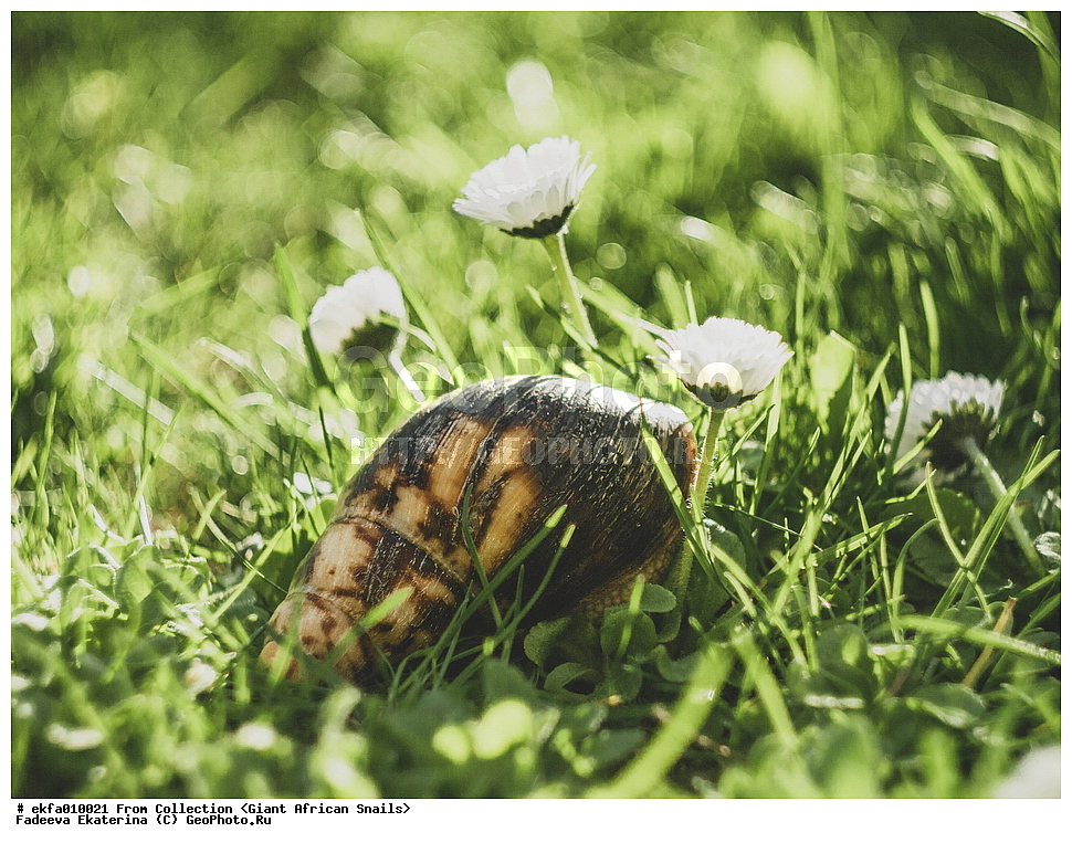 ������, Gastropoda, Mollusca, ��������, ����������, Archachatina marginata eduardi, Archachatina marginata eduardi, Achatinoidea,  Achatinidae, Achatininae, Archachatina