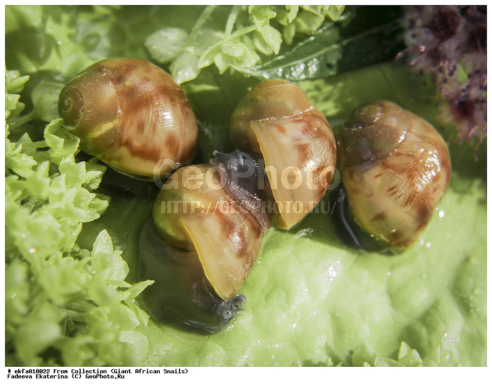 ������, Gastropoda, Mollusca, ��������, ����������, Archachatina marginata eduardi, Archachatina marginata eduardi, Achatinoidea,  Achatinidae, Achatininae, Archachatina
