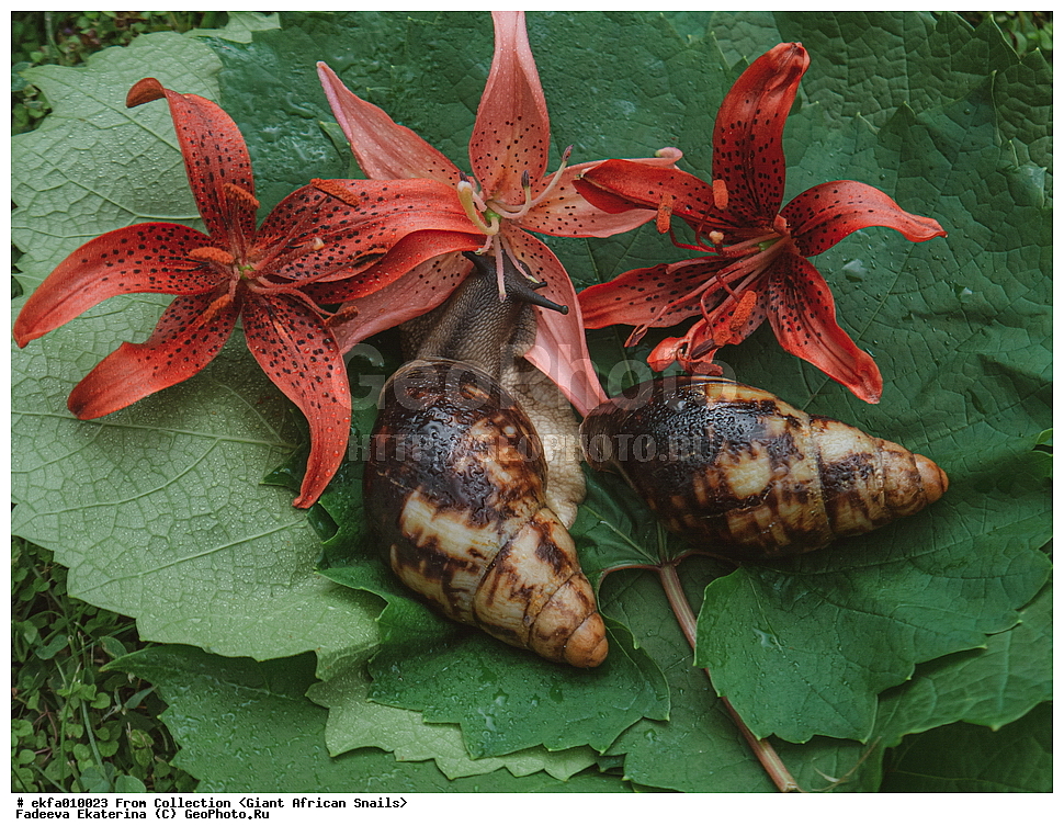 ������, Gastropoda, Mollusca, ��������, ����������, Archachatina marginata eduardi, Archachatina marginata eduardi, Achatinoidea,  Achatinidae, Achatininae, Archachatina