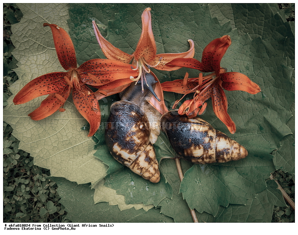������, Gastropoda, Mollusca, ��������, ����������, Archachatina marginata eduardi, Archachatina marginata eduardi, Achatinoidea,  Achatinidae, Achatininae, Archachatina