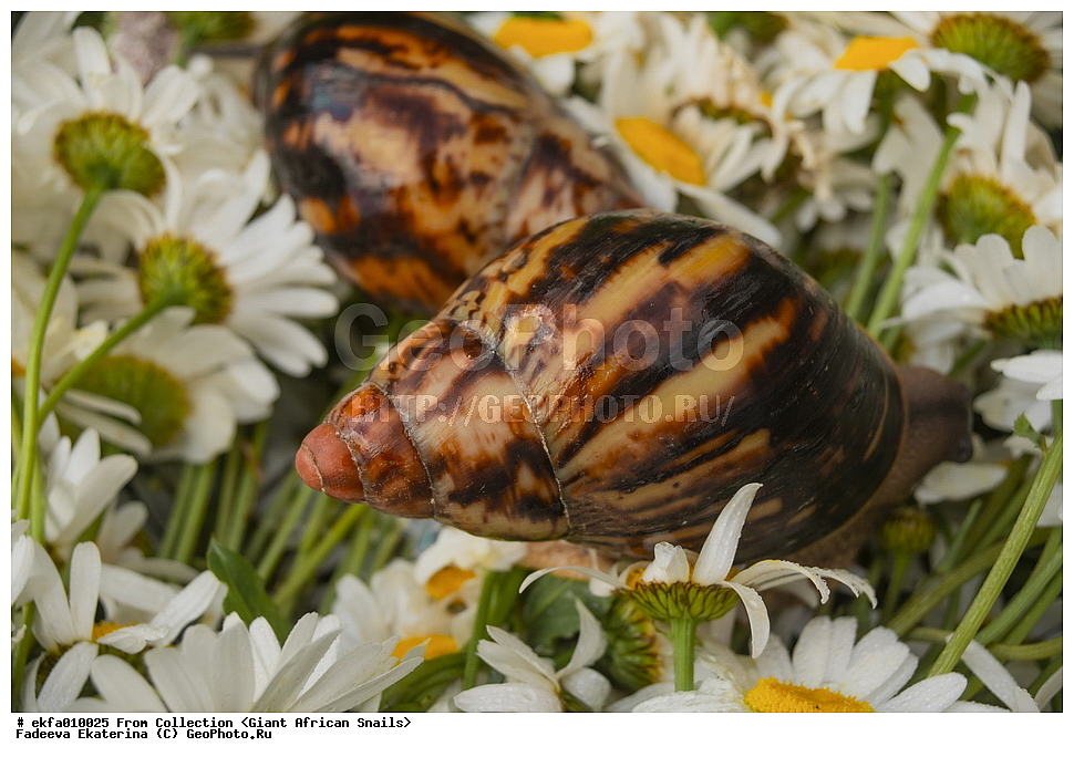 ������, Gastropoda, Mollusca, ��������, ����������, Archachatina marginata egregia standart, Archachatina marginata egregia standart, Achatinoidea,  Achatinidae, Achatininae, Archachatina
