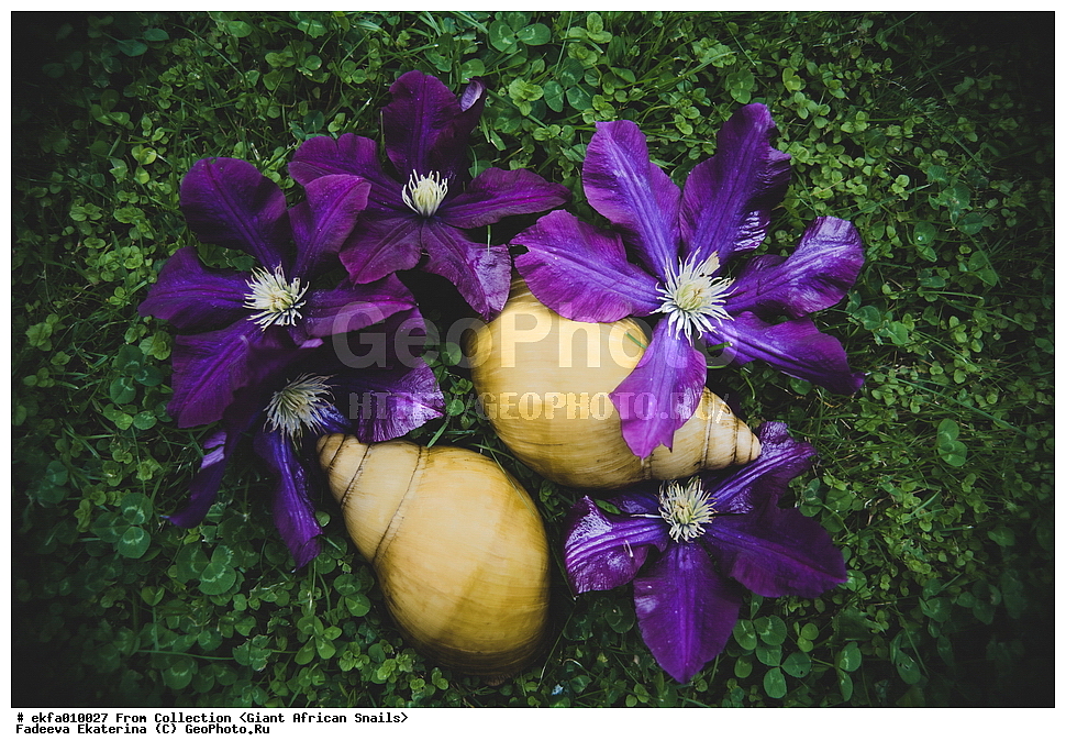 ������, Gastropoda, Mollusca, ��������, ����������, Archachatina marginata icterica cross river gold, Archachatina marginata icterica cross river gold, Achatinoidea,  Achatinidae, Achatininae, Archachatina
