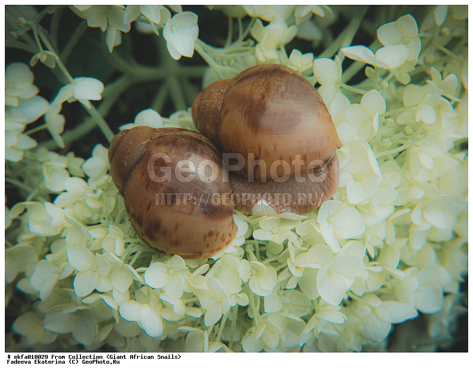 ������, Gastropoda, Mollusca, ��������, ����������, Archachatina marginata icterica cross river stripe, Archachatina marginata icterica cross river stripe, Achatinoidea,  Achatinidae, Achatininae, Archachatina