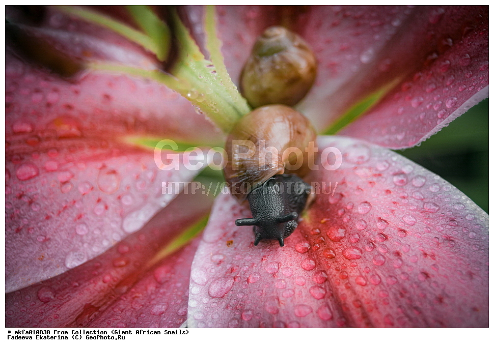 ������, Gastropoda, Mollusca, ��������, ����������, Archachatina marginata marginata, Archachatina marginata marginata, Achatinoidea,  Achatinidae, Achatininae, Archachatina