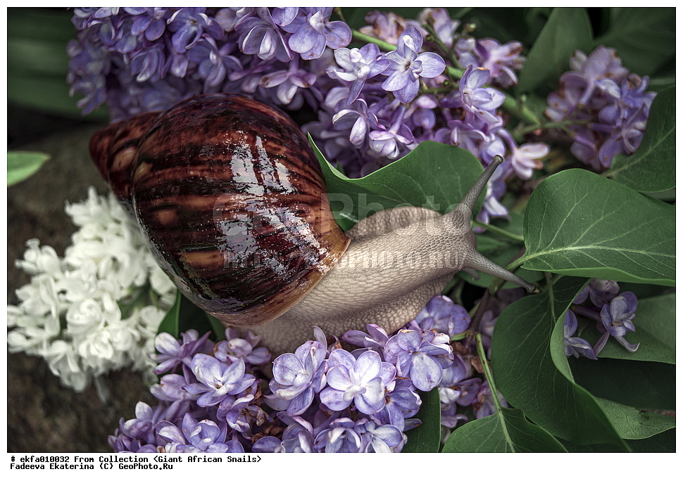 ������, Gastropoda, Mollusca, ��������, ����������, Archachatina marginata suturalis silver foot, Archachatina marginata suturalis silver foot, Achatinoidea,  Achatinidae, Achatininae, Archachatina