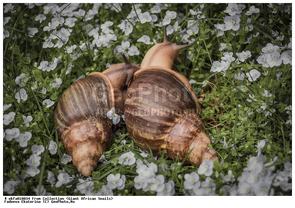 ������, Gastropoda, Mollusca, ��������, ����������, Archachatina ventricosa spectaculum, Archachatina ventricosa spectaculum, Achatinoidea,  Achatinidae, Achatininae, Archachatina