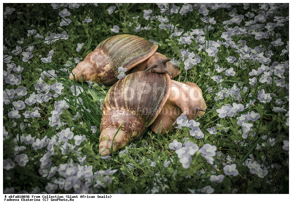 ������, Gastropoda, Mollusca, ��������, ����������, Archachatina ventricosa spectaculum, Archachatina ventricosa spectaculum, Achatinoidea,  Achatinidae, Achatininae, Archachatina