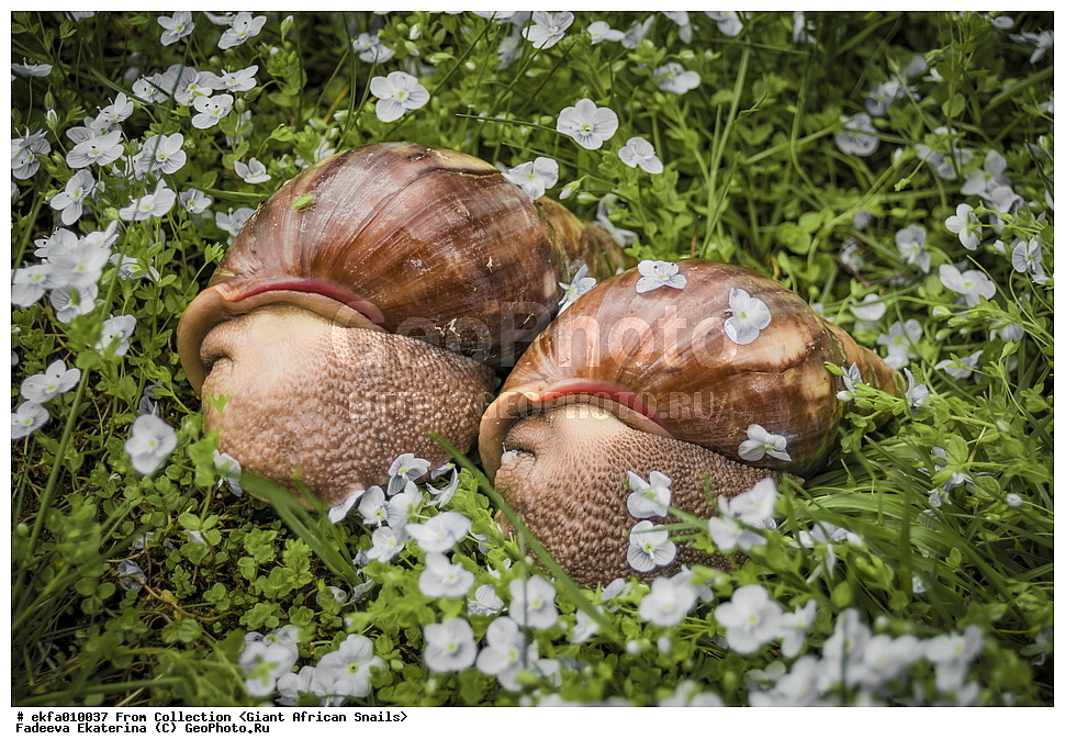 ������, Gastropoda, Mollusca, ��������, ����������, Archachatina ventricosa spectaculum, Archachatina ventricosa spectaculum, Achatinoidea,  Achatinidae, Achatininae, Archachatina