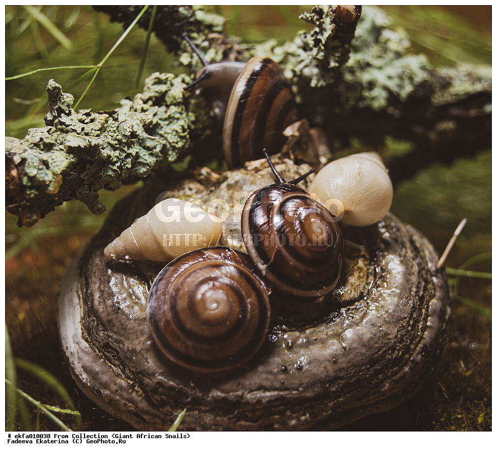 ������, Gastropoda, Mollusca, ��������, ����������, caracolus sagemon+Limicolaria Unicolor, Caracolus sagemon, Limicolaria Unicolor, Sagdoidea, Solaropsidae, Caracolus