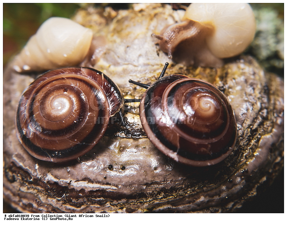 ������, Gastropoda, Mollusca, ��������, ����������, caracolus sagemon+Limicolaria Unicolor, Caracolus sagemon, Limicolaria Unicolor, Sagdoidea, Solaropsidae, Caracolus, Achatinoidea, Achatinidae, Limicolariinae