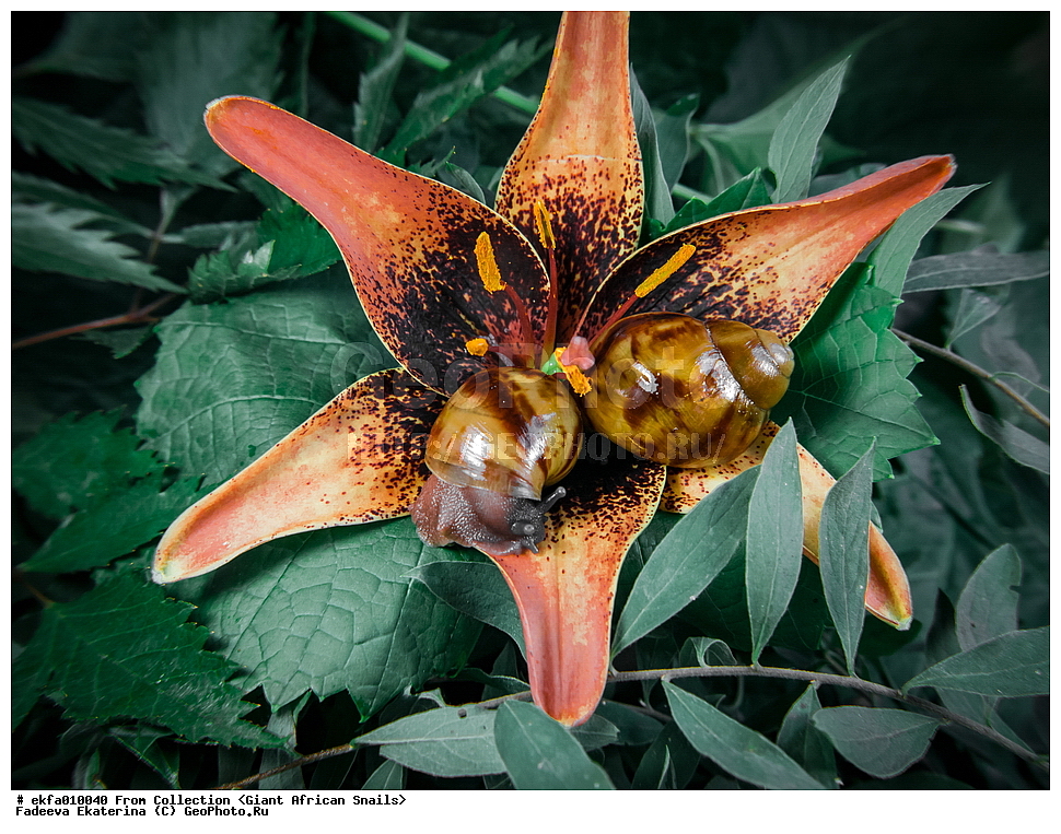 ������, Gastropoda, Mollusca, ��������, ����������, Archachatina marginata
