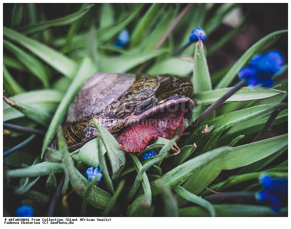 ������, Gastropoda, Mollusca, ��������, ����������, Pleurodonte excellens, Pleurodonte excellens,  Helicoidea, Pleurodontidae, Pleurodonte