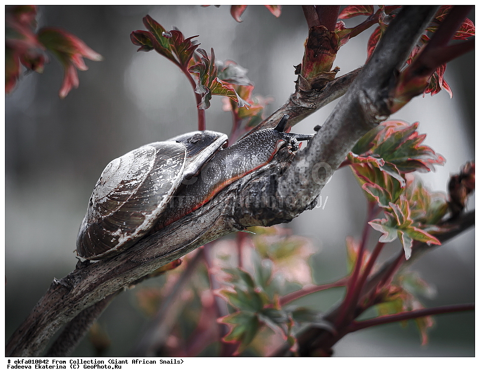 ������, Gastropoda, Mollusca, ��������, ����������, Pleurodonte excellens, Pleurodonte excellens,  Helicoidea, Pleurodontidae, Pleurodonte