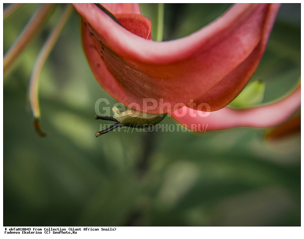 ������, Gastropoda, Mollusca, ��������, ����������, Veronicella sloanei, Veronicella sloanei, Veronicelloidea, Veronicellidae, Veronicella