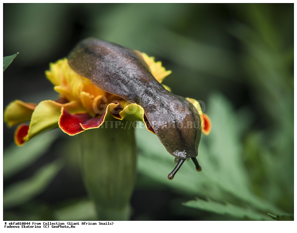 ������, Gastropoda, Mollusca, ��������, ����������, Veronicella sloanei, Veronicella sloanei, Veronicelloidea, Veronicellidae, Veronicella