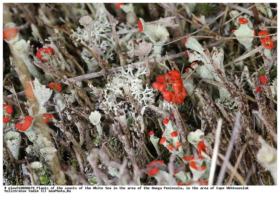 �������, �������� �������, �������� ����������, ����� ����, ������������ ����,   ��������, ����� ����, ��������