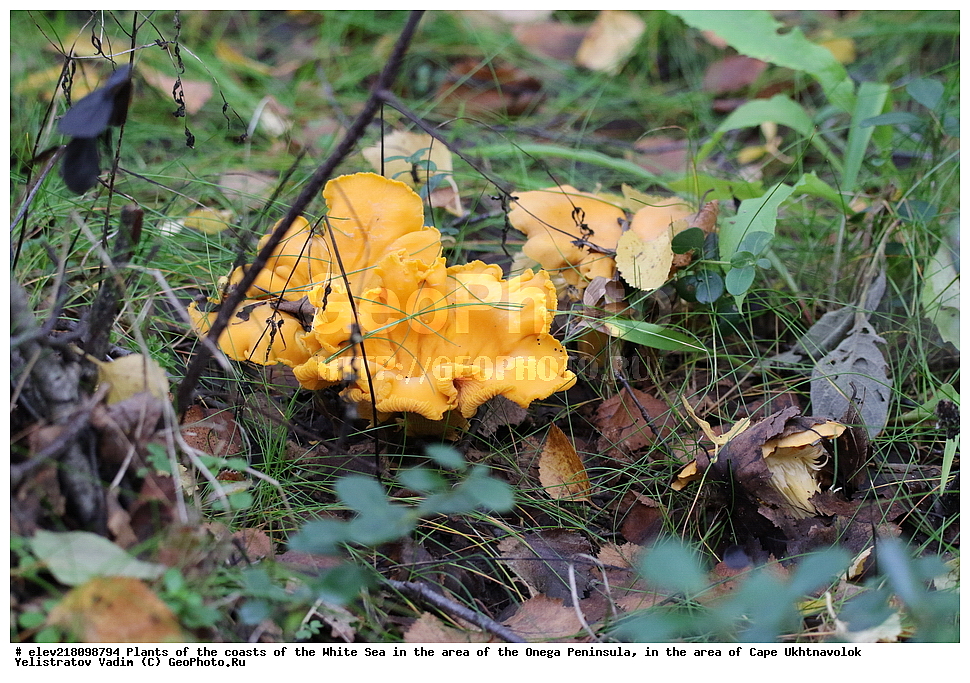 �������, �������� �������, �������� ����������, ����� ����, ������������ ����,   ��������, ����� ����, ��������