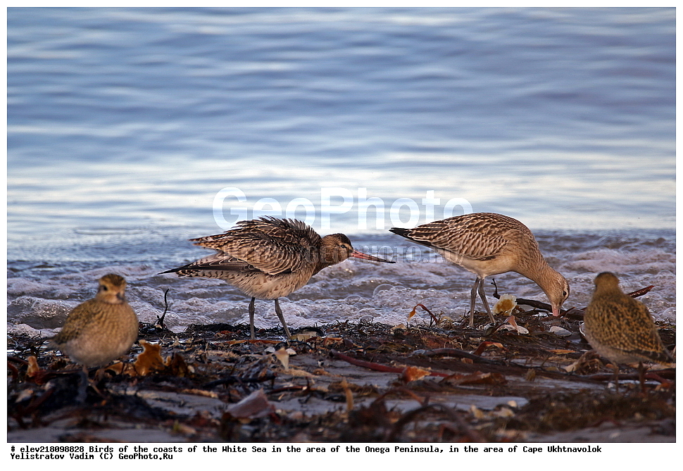 �������, �������� �������, �������� ����������, ����� ����, ������������ ����,   ��������, ����� ����, ��������