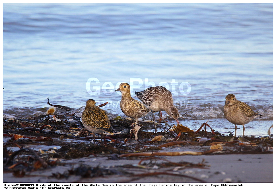 �������, �������� �������, �������� ����������, ����� ����, ������������ ����,   ��������, ����� ����, ��������