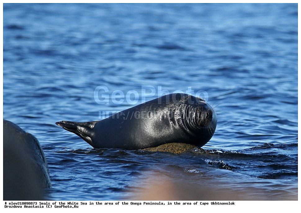 �������, �������� �������, �������� ����������, ����� ����, ������������ ����,   ��������, ����� ����, ��������,  ������ 