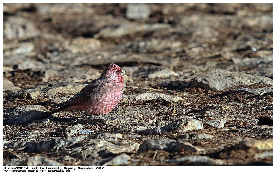 ����, �������, �����, ������, 2012, ����, ������� ��������,Carpodacus rubicilla