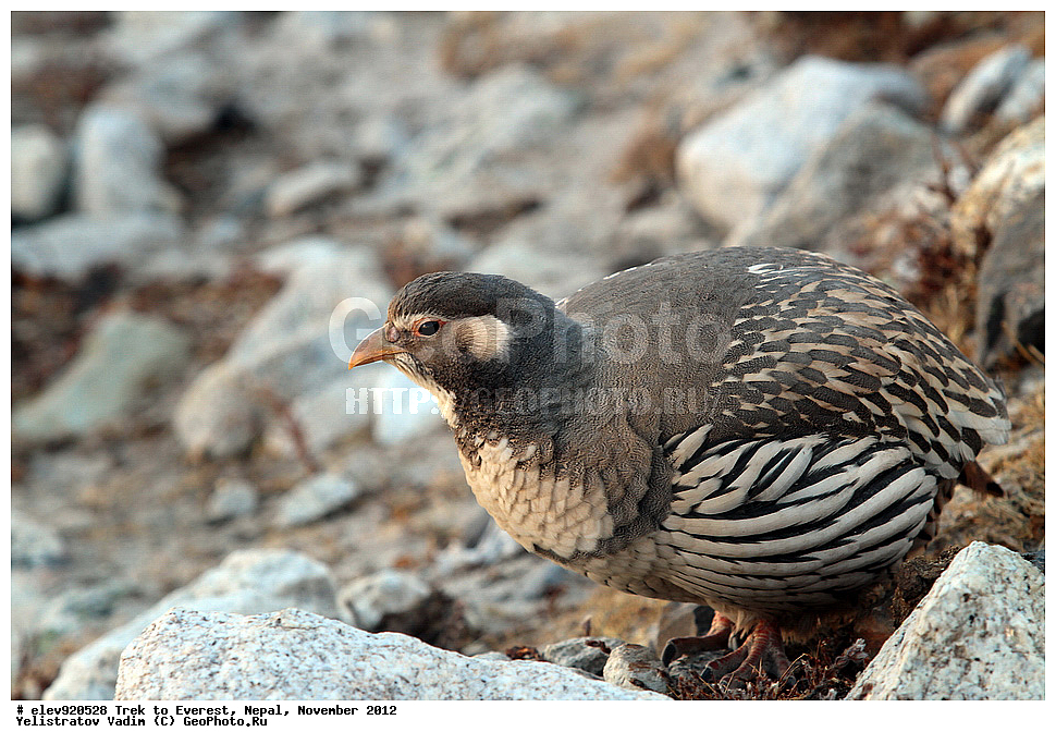 ����, �������, �����, ������, 2012, ����, ��������, ��������, �����, �����, ��������, �����������, XYZ, ���������, Phasianidae, ��������� ����, ��������� ������ �������, Tetraogallus tibetanus, �����������, �������