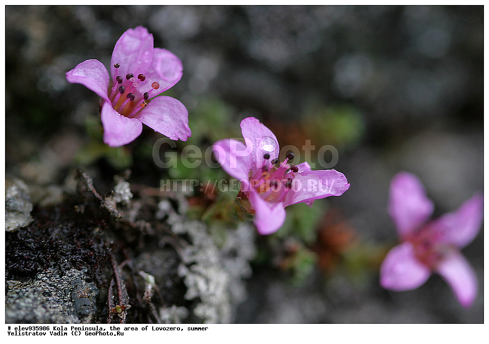 �������� ����������, ����������, ��������, ����