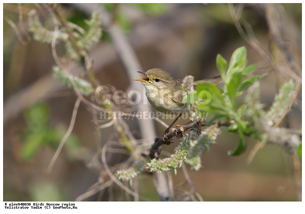�����, ���������� �������, �����, �����, , ��������, ��������, �����, �����, ��������, �����������, �����, ������, XYZ, ���������, Sylviidae, �������-��������, Phylloscopus trochilus, ����������, Phylloscopidae, ����������, Phylloscopidae, ����������, Phylloscopidae, ����������, Phylloscopidae, ����������, Phylloscopidae, ����������, Phylloscopidae, ����������, Phylloscopidae