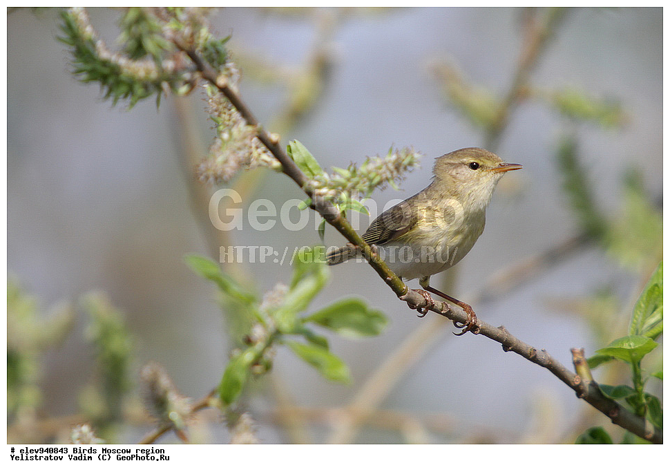 �����, ���������� �������, �����, �����, , ��������, ��������, �����, �����, ��������, �����������, �����, ������, XYZ, ���������, Sylviidae, �������-��������, Phylloscopus trochilus, ����������, Phylloscopidae, ����������, Phylloscopidae, ����������, Phylloscopidae, ����������, Phylloscopidae, ����������, Phylloscopidae, ����������, Phylloscopidae, ����������, Phylloscopidae