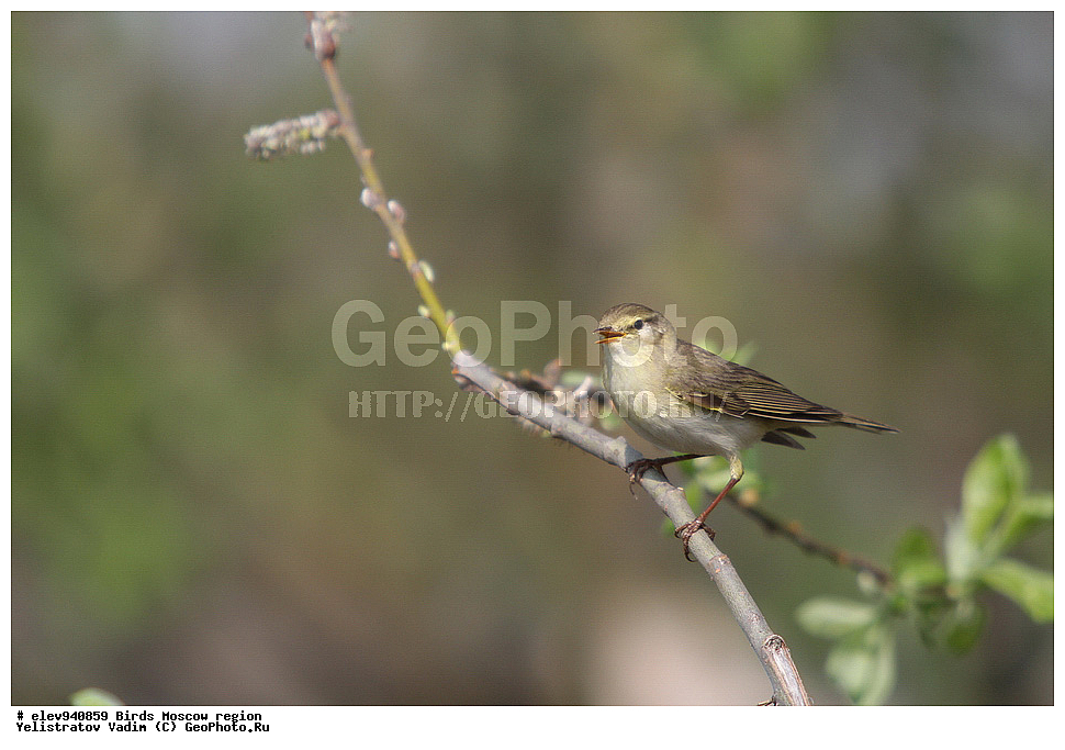�����, ���������� �������, �����, �����, , ��������, ��������, �����, �����, ��������, �����������, �����, ������, XYZ, ���������, Sylviidae, �������-��������, Phylloscopus trochilus, ����������, Phylloscopidae, ����������, Phylloscopidae, ����������, Phylloscopidae, ����������, Phylloscopidae, ����������, Phylloscopidae, ����������, Phylloscopidae, ����������, Phylloscopidae